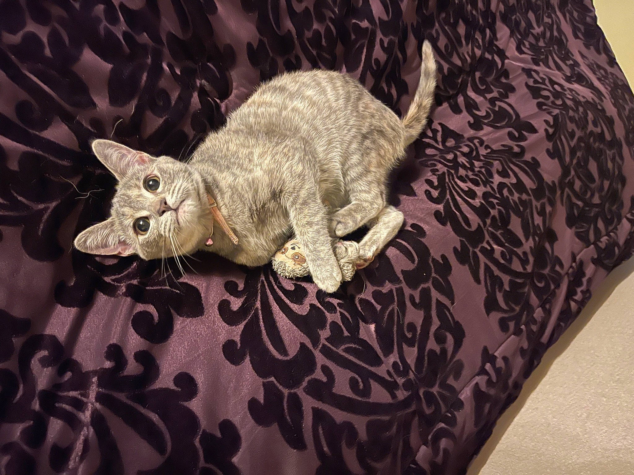 Athena joined the competition — help win amazing prizes! art, carnivore, cat, comfort, domestic_short_haired_cat, fawn, felidae, flooring, fur, grey, pattern, paw, sleeve, small_to_medium_sized_cats, snout, tail, terrestrial_animal, textile, whiskers, wood