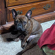 Kipper is registered to the contest to win money with this photo: animal, brindle, brown, canine, carpet, curious, dog, dresser, ears, floor, french_bulldog, furniture, indoor, looking, pet, portrait, red_cloth, relaxed, sitting, wood