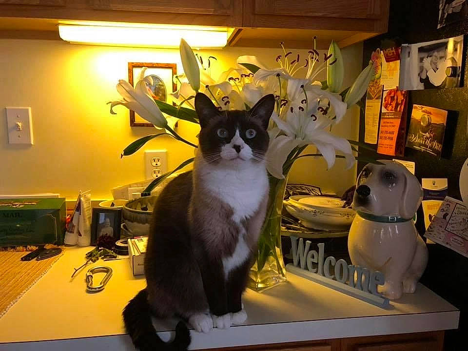 Atticus is registered to the contest to win money with this photo: animation, art, carnivore, cat, chair, domestic_short_haired_cat, felidae, fur, lamp, light_fixture, lighting, picture_frame, room, small_to_medium_sized_cats, table, tail, toy, whiskers