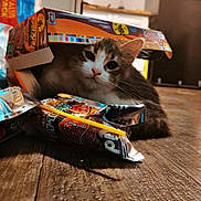 Belle joined the competition — help win amazing prizes! cat, cardboard_box, snack_wrappers, wooden_floor, indoor, kitchen, curious, pet, feline, playful, animal, domestic, cozy, floor, package, food, wrapper, box, resting, closeup