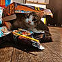 cat, cardboard_box, snack_wrappers, wooden_floor, indoor, kitchen, curious, pet, feline, playful, animal, domestic, cozy, floor, package, food, wrapper, box, resting, closeup