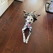 Peppa joined the competition — help win amazing prizes! dalmatian, dog, pet, indoor, wooden_floor, smiling, happy, lying_down, canine, floor, open_door, home, animal, brown_floor, white_door, tongue_out, relaxed, domestic, spotty, four_legs