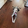 dalmatian, dog, pet, indoor, wooden_floor, smiling, happy, lying_down, canine, floor, open_door, home, animal, brown_floor, white_door, tongue_out, relaxed, domestic, spotty, four_legs
