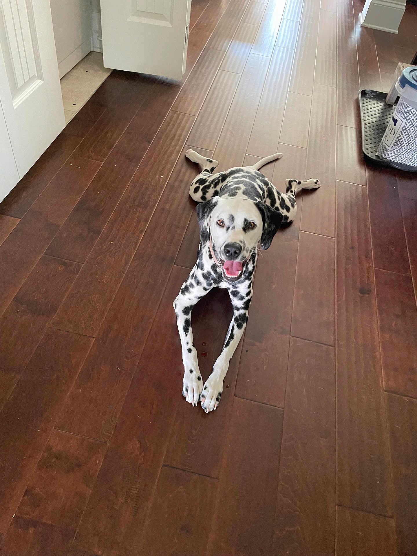 Peppa joined the competition — help win amazing prizes! dalmatian, dog, pet, indoor, wooden_floor, smiling, happy, lying_down, canine, floor, open_door, home, animal, brown_floor, white_door, tongue_out, relaxed, domestic, spotty, four_legs