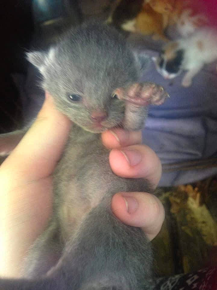 Bubby joined the competition — help win amazing prizes! claw, domestic_short_haired_cat, felidae, finger, fur, gesture, muroidea, nail, paw, rodent, small_to_medium_sized_cats, terrestrial_animal, thumb, whiskers