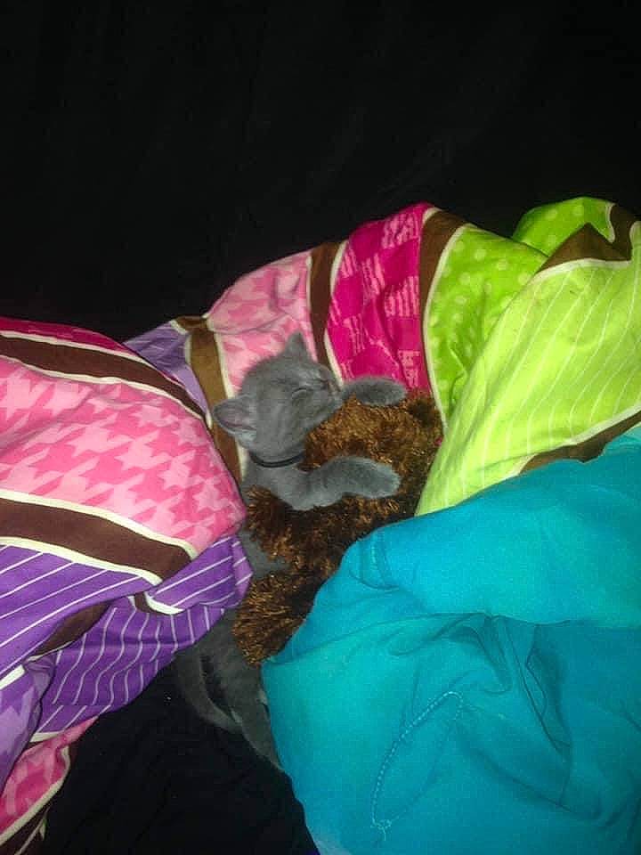 Bubby is registered to the contest to win money with this photo: bag, carmine, comfort, electric_blue, fashion_accessory, linens, magenta, natural_material, pattern, plastic, plastic_bag, purple, room, satin, silk, sleeve, terrestrial_plant, tints_and_shades