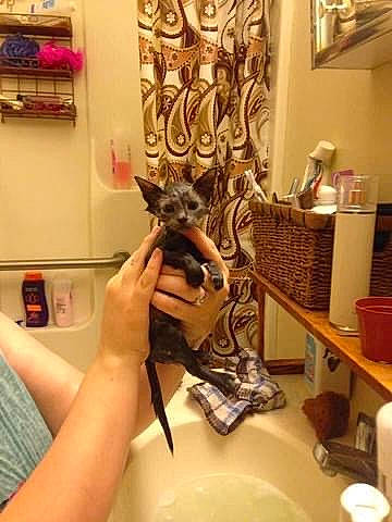 Bubby is registered to the contest to win money with this photo: canidae, cat, claw, companion_dog, drawer, fawn, felidae, fictional_character, fur, metal, nail, picture_frame, room, sink, small_to_medium_sized_cats, visual_arts, whiskers, wood