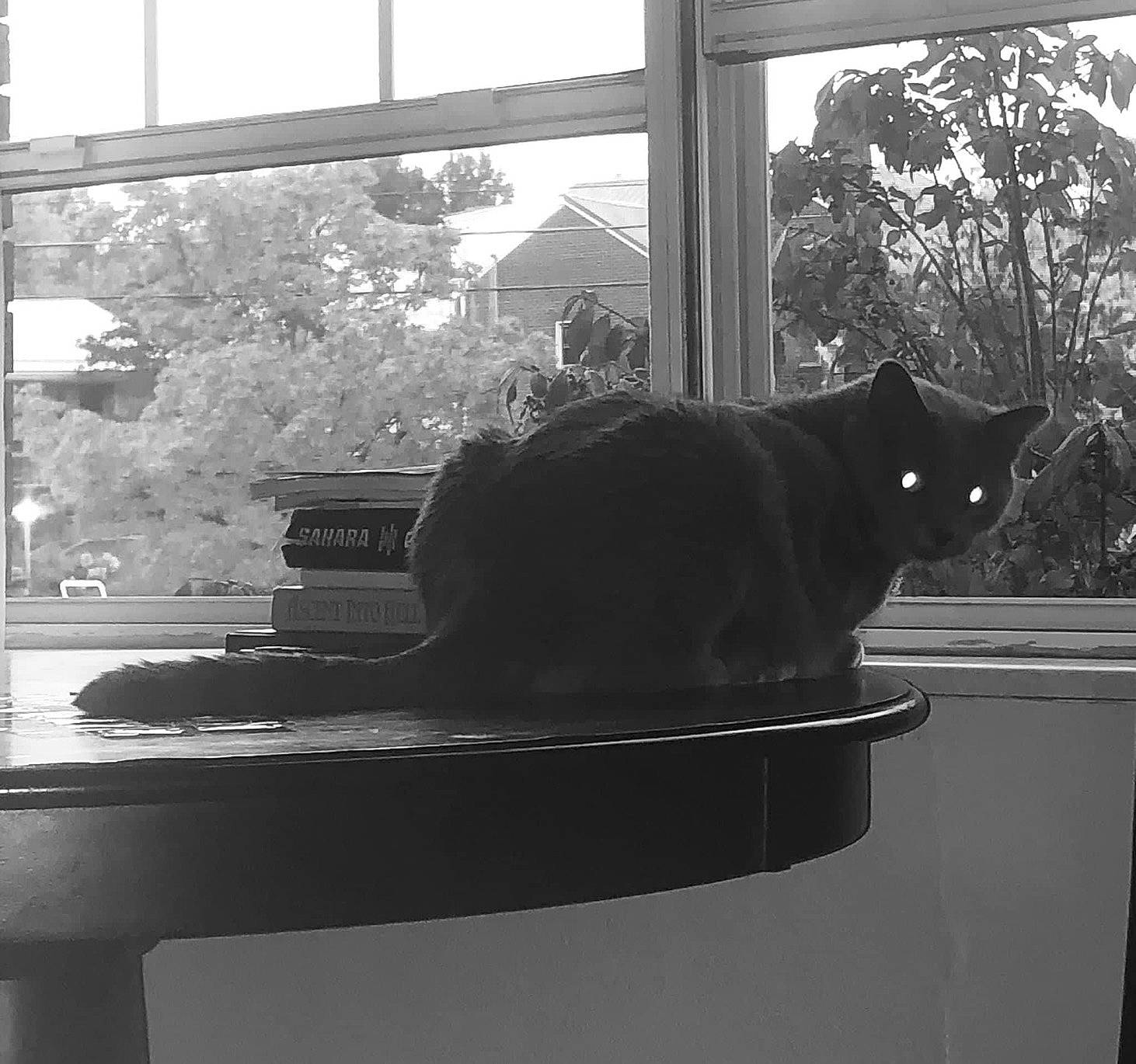 Bubby joined the competition — help win amazing prizes! black, black_and_white, carnivore, cat, felidae, flowerpot, grey, interior_design, mammal, monochrome_photography, plant, shade, small_to_medium_sized_cats, tail, tints_and_shades, tree, vertebrate, whiskers, window, wood
