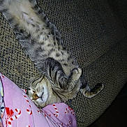 Raven joined the competition — help win amazing prizes! blanket, candy_cane_pattern, cat, comfort, couch, cozy, feline, fur, home, indoor, nap, paw, pet, pink, relaxed, resting, sleeping, stretching, tabby, whiskers