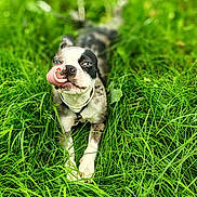Jack Rackum joined the competition — help win amazing prizes! dog, blue_eyes, tongue_out, grass, outdoor, pet, canine, playful, collar, nature, animal, summer, tongue, lying_down, greenery, closeup, cute, funny_face, happy, muzzle