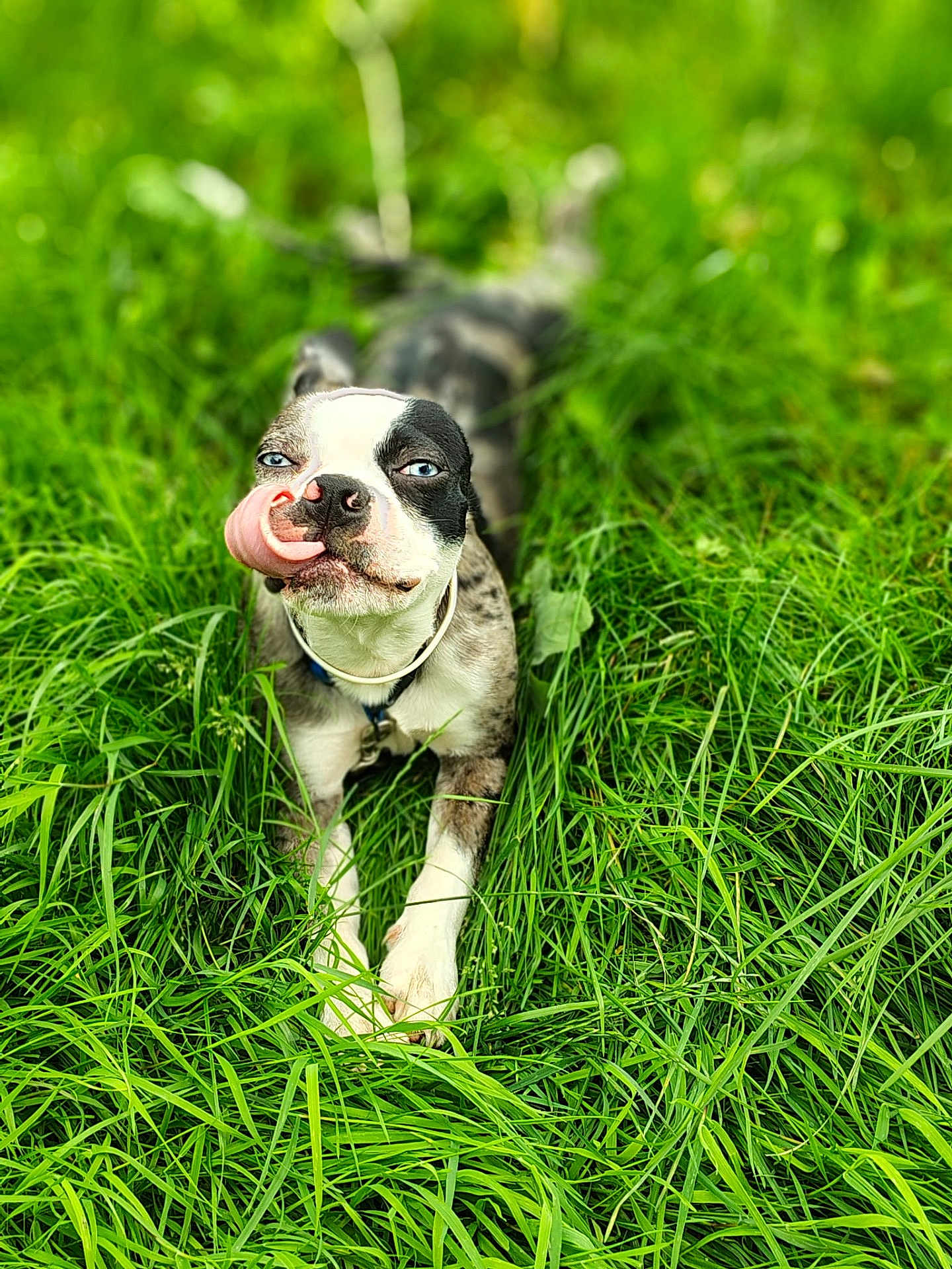 Jack Rackum joined the competition — help win amazing prizes! dog, blue_eyes, tongue_out, grass, outdoor, pet, canine, playful, collar, nature, animal, summer, tongue, lying_down, greenery, closeup, cute, funny_face, happy, muzzle