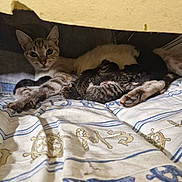 Arya participe au concours pour gagner de l'argent avec cette photo : cat, cats, kittens, mother_cat, sleeping, kitten, litter, animal, pet, feline, fur, paws, whiskers, ears, striped, tabby, blanket, bedding, indoors, cozy