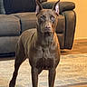 Bella is registered to the contest to win money with this photo: dog, brown_dog, alert, standing, indoor, living_room, rug, couch, furniture, wooden_floor, pet, canine, ears_up, animal, domestic_animal, mammal, companion, guarding, portrait, household