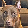 Bella joined the competition — help win amazing prizes! dog, brown_dog, pet, close_up, ears, indoor, couch, furniture, animal, canine, household, portrait, looking, alert, mammal, companion, domestic_animal, face, snout, fur