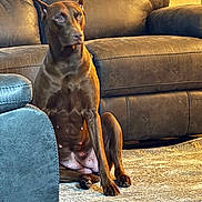 Bella is registered to the contest to win money with this photo: dog, brown_dog, pet, indoor, living_room, rug, leather_couch, leather_chair, floor, seated, animal, canine, ears_up, alert, furniture, home, domestic, mammal, quiet, calm