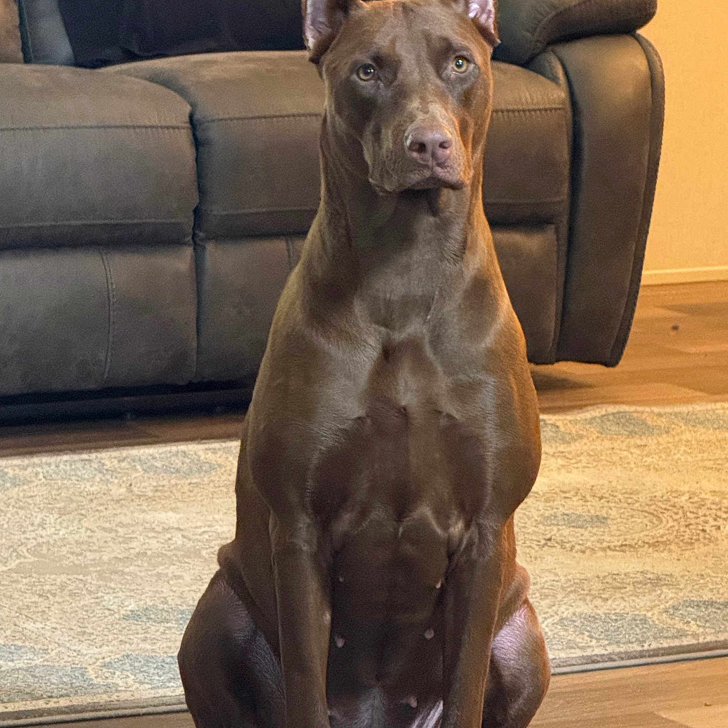 Bella