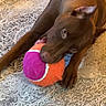 dog, brown_dog, tennis_ball, toy, carpet, patterned_rug, pet, playful, indoor, animal, cute, lying_down, chewing, mouth, ears, paw, fur, domestic_animal, companion, household