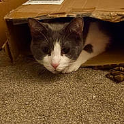 Greyson is registered to the contest to win money with this photo: animal, cardboard_box, carpet, cat, closeup, cozy, curious, cute, domestic, feline, gray_and_white, home, indoor, mischievous, paws, pet, playful, relaxed, resting, whiskers