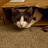 animal, cardboard_box, carpet, cat, closeup, cozy, curious, cute, domestic, feline, gray_and_white, home, indoor, mischievous, paws, pet, playful, relaxed, resting, whiskers