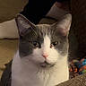 Greyson joined the competition — help win amazing prizes! animal, carpet, cat, closeup, couch, cozy, domestic, ears, face, feline, foot, fur, gray_and_white, indoor, person, pet, relaxed, sock, toy, whiskers