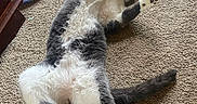 Greyson joined the competition — help win amazing prizes! animal, ball, blue_toy, carpet, cat, cute, domestic_cat, fluffy, fur, gray_and_white, indoor, laying_down, mammal, paws, pet, pet_toy, playful, relaxed, toy, whiskers