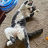 animal, ball, blue_toy, carpet, cat, cute, domestic_cat, fluffy, fur, gray_and_white, indoor, laying_down, mammal, paws, pet, pet_toy, playful, relaxed, toy, whiskers