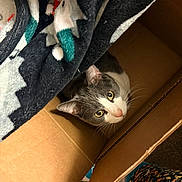 Greyson joined the competition — help win amazing prizes! cat, gray_and_white_cat, feline, cardboard_box, blanket, fabric, indoor, pet, whiskers, ears, eyes, nose, looking_up, cozy, close_up, overhead_view, human_leg, sock, patterned_clothing, floor
