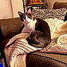 Greyson is registered to the contest to win money with this photo: animal, blanket, brown, cat, couch, cozy, curious, fur, furniture, gray, home, indoor, pattern, pet, pillow, quilt, relaxed, sitting, white, wooden