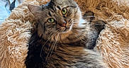 Leo joined the competition — help win amazing prizes! animal, bed, cat, companion, cozy, curious, cute, domestic_animal, feline, fur, furry_bed, green_eyes, household, indoor, pet, relaxed, resting, soft_texture, tabby, tabby_cat