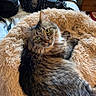 animal, bed, cat, companion, cozy, curious, cute, domestic_animal, feline, fur, furry_bed, green_eyes, household, indoor, pet, relaxed, resting, soft_texture, tabby, tabby_cat