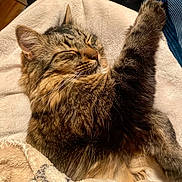 Leo joined the competition — help win amazing prizes! blanket, cat, closeup, comfort, cozy, cute, feline, fur, indoor, mammal, nap, paw, pet, relaxed, resting, sleeping, soft, tabby, warm_lighting, whiskers