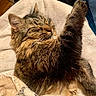blanket, cat, closeup, comfort, cozy, cute, feline, fur, indoor, mammal, nap, paw, pet, relaxed, resting, sleeping, soft, tabby, warm_lighting, whiskers