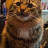 Leo is registered to the contest to win money with this photo: animal, background, bell, cat, closeup, collar, curious, cute, domestic_cat, eyes, face, fluffy, fur, indoor, mammal, pet, portrait, tabby, table, whiskers