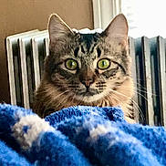 Leo joined the competition — help win amazing prizes! animal, blanket, blue, cat, close_up, cozy, curious, domestic_cat, face, fur, green_eyes, indoor, looking, pet, radiator, soft_light, tabby, warm, whiskers, window