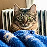 animal, blanket, blue, cat, close_up, cozy, curious, domestic_cat, face, fur, green_eyes, indoor, looking, pet, radiator, soft_light, tabby, warm, whiskers, window