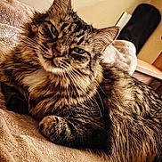 Leo joined the competition — help win amazing prizes! cat, tabby_cat, pet, feline, long_hair, whiskers, green_eyes, paw, ears, fur, striped_fur, bed, blanket, cozy, indoor, portrait, close_up, relaxed, guitar_case, home_interior