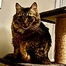 Leo is registered to the contest to win money with this photo: animal, carpeted, cat, cat_tree, closeup, cozy, cute, domestic_animal, ears, eyes, feline, fur, furniture, indoor, mammal, pet, portrait, sitting, tabby, whiskers