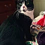 Princess is registered to the contest to win money with this photo: cat, tuxedo_cat, pet, indoor, green_eyes, whiskers, close_up, portrait, black_and_white, bedding, blanket, floral_pattern, quilt, furniture, dresser, curious, sitting, domestic_animal, fur, household_items