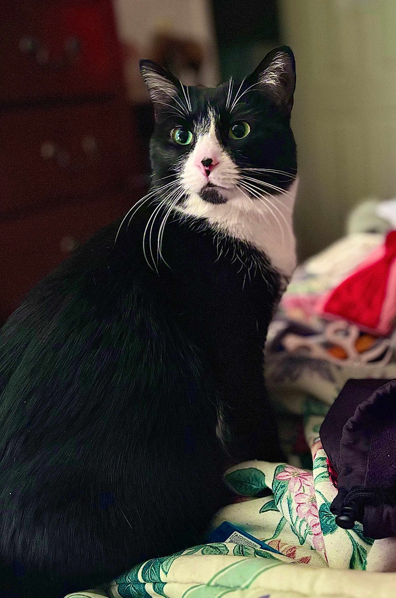 Princess is registered to the contest to win money with this photo: cat, tuxedo_cat, pet, indoor, green_eyes, whiskers, close_up, portrait, black_and_white, bedding, blanket, floral_pattern, quilt, furniture, dresser, curious, sitting, domestic_animal, fur, household_items