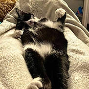 Princess joined the competition — help win amazing prizes! animal, black_and_white, cat, comfort, cozy, cute, feline, fluffy_blanket, fur, home, indoor, lying_down, nap, paw, pet, relaxed, resting, sleeping, soft_texture, whiskers