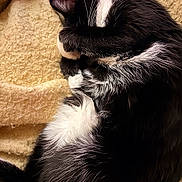 Princess joined the competition — help win amazing prizes! cat, tuxedo_cat, sleeping_cat, pet, fur, whiskers, curled, blanket, indoor, cozy, closeup, black_and_white, paw, nap, bed, domestic_cat, feline, portrait, soft_texture, relaxed