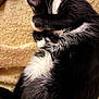 cat, tuxedo_cat, sleeping_cat, pet, fur, whiskers, curled, blanket, indoor, cozy, closeup, black_and_white, paw, nap, bed, domestic_cat, feline, portrait, soft_texture, relaxed