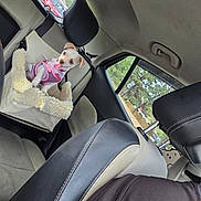 Sky is registered to the contest to win money with this photo: backseat, car, car_interior, dog, fluffy_bed, headrest, lying_down, outdoor_view, pet_bed, pink_harness, portrait, puppy, road_trip, seatbelt, seated, small_dog, trees, vehicle, white_dog, window