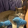 animal, blanket, blue_shark, cat, close_up, cozy, cuddling, cute, fur, gray_cat, human_arm, indoor, pet, plush_toy, purple_blanket, relaxed, resting, soft_toy, whiskers, white_paws