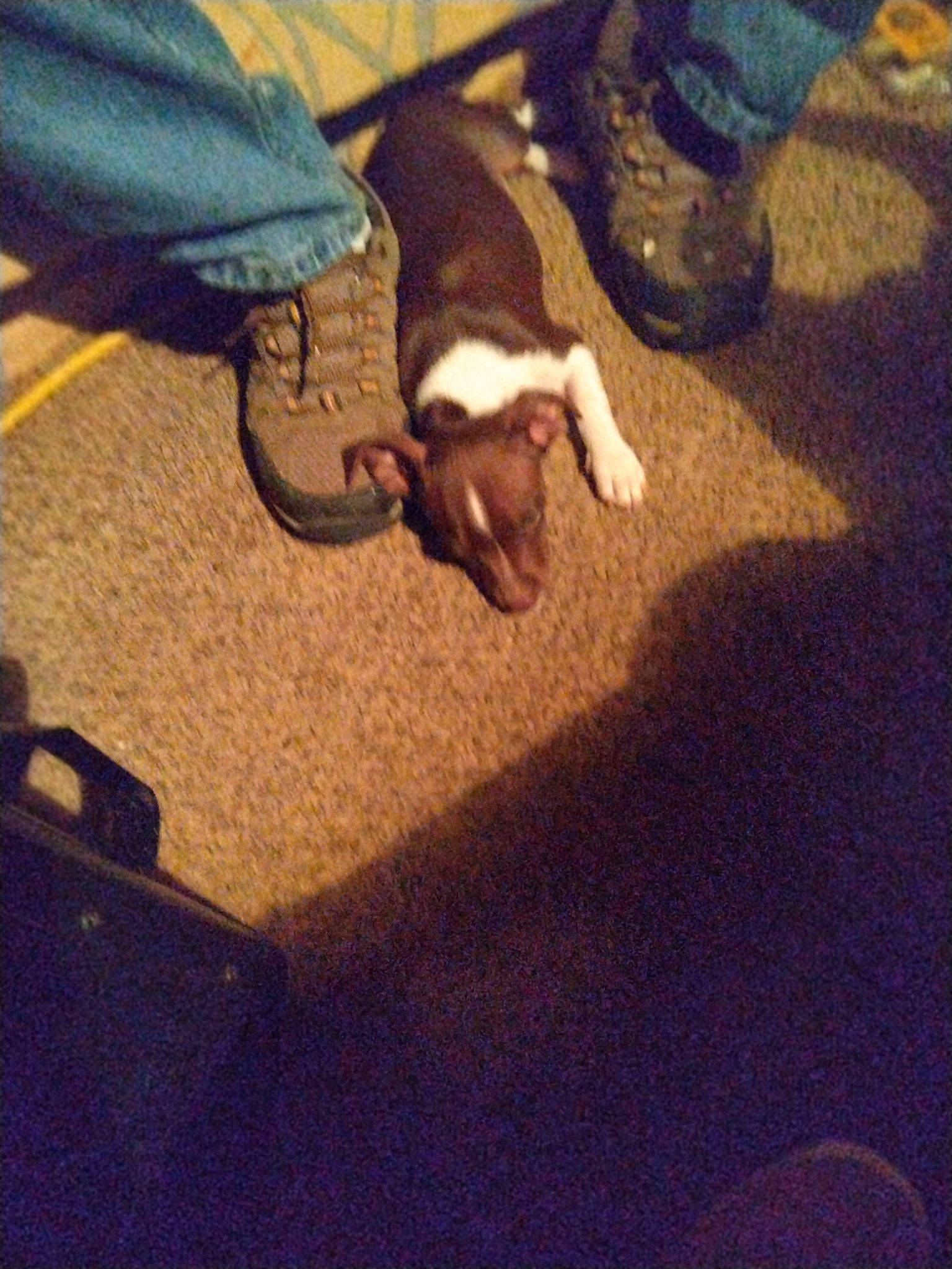 Earl Clark is registered to the contest to win money with this photo: carnivore, cloud, comfort, companion_dog, dog_breed, fawn, felidae, floor, flooring, foot, fur, hardwood, human_leg, paw, sky, small_to_medium_sized_cats, tail, whiskers, wood, working_animal