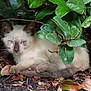 kitten, cat, siamese, blue_eyes, leafy_bush, green_leaves, garden, outdoor, nature, animal, pet, resting, fur, young_cat, wildlife, curious, ground, twigs, leaves, shaded
