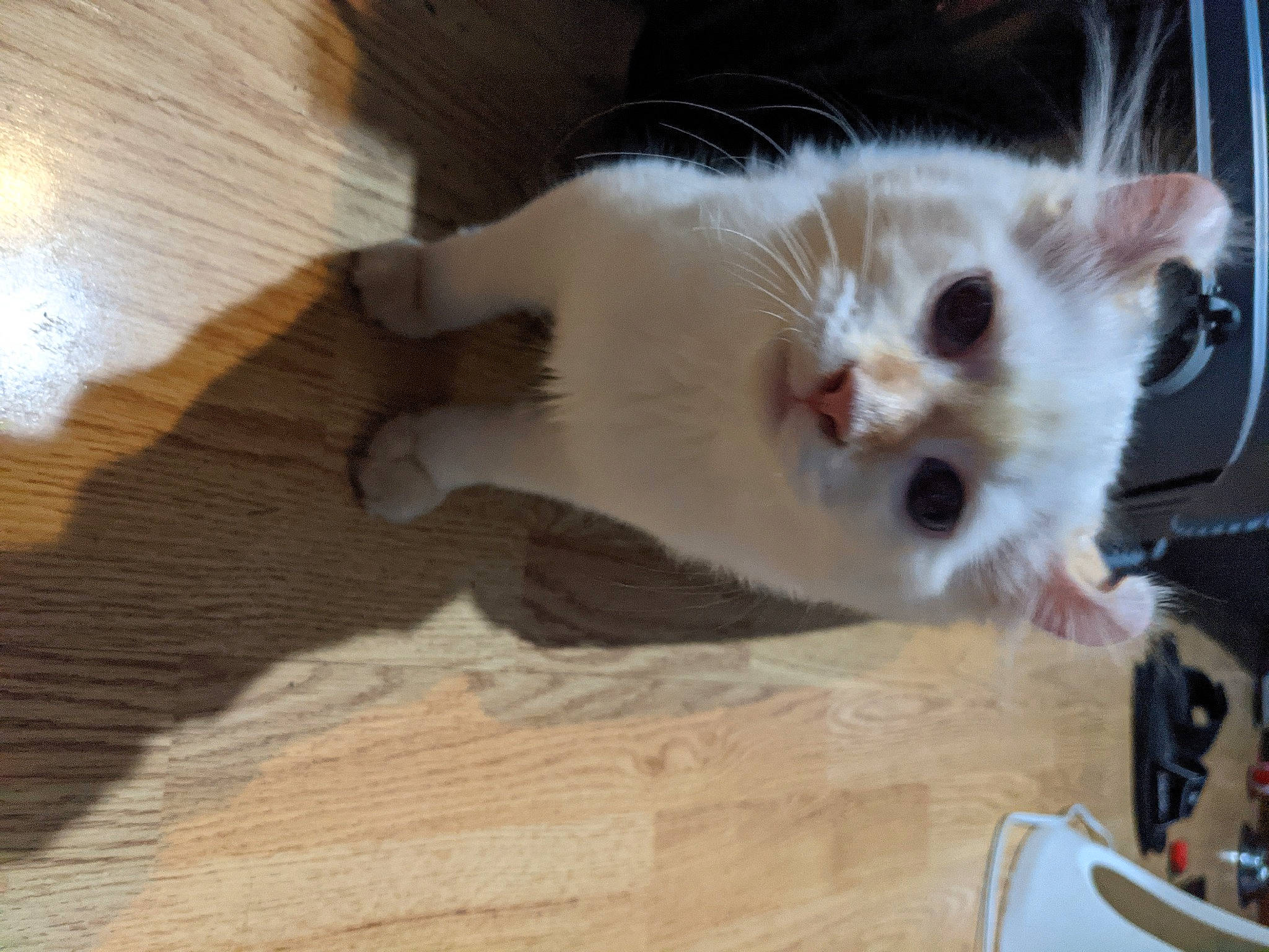 Miyuki participe au concours pour gagner de l'argent avec cette photo : balinese, carnivore, cat, claw, domestic_short_haired_cat, fawn, felidae, flooring, fur, hardwood, paw, plywood, small_to_medium_sized_cats, snout, tail, thai, whiskers, wood, wood_flooring, wood_stain