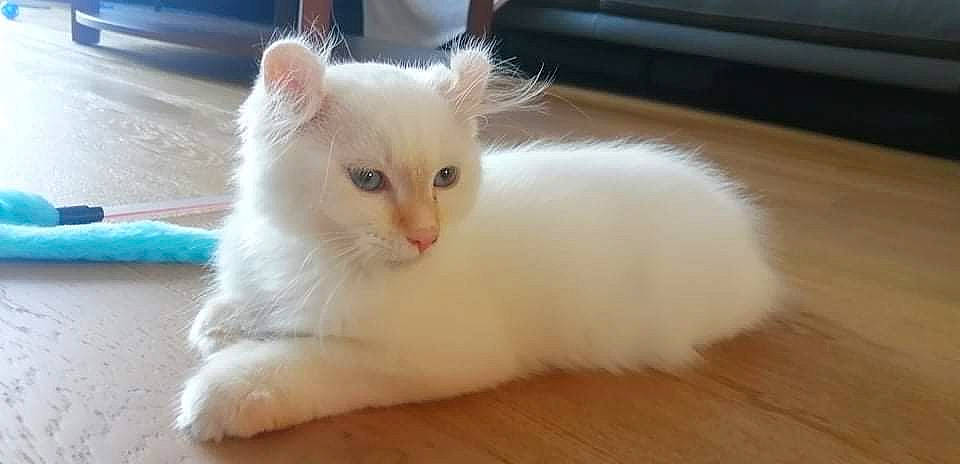 Miyuki a rejoint le concours — aidez-le/la à gagner de superbes lots ! carnivore, cat, claw, eye, fawn, felidae, flooring, fur, hardwood, paw, small_to_medium_sized_cats, snout, tail, varnish, whiskers, wood, wood_flooring