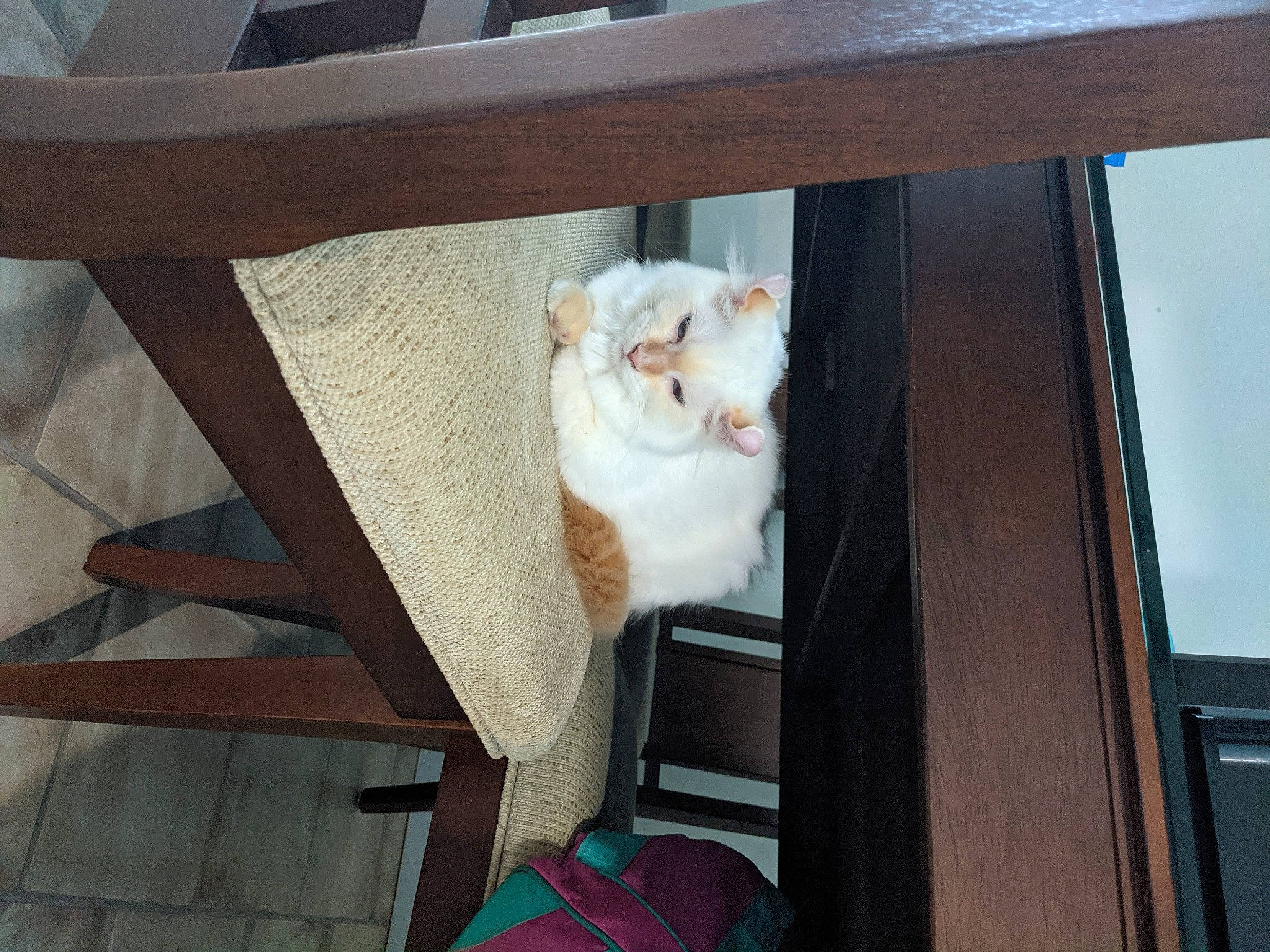 Miyuki a rejoint le concours — aidez-le/la à gagner de superbes lots ! animal_shelter, backpack, building, carnivore, cat, chair, comfort, domestic_short_haired_cat, fawn, felidae, fur, hardwood, pet_supply, room, small_to_medium_sized_cats, tail, tree, whiskers, window, wood