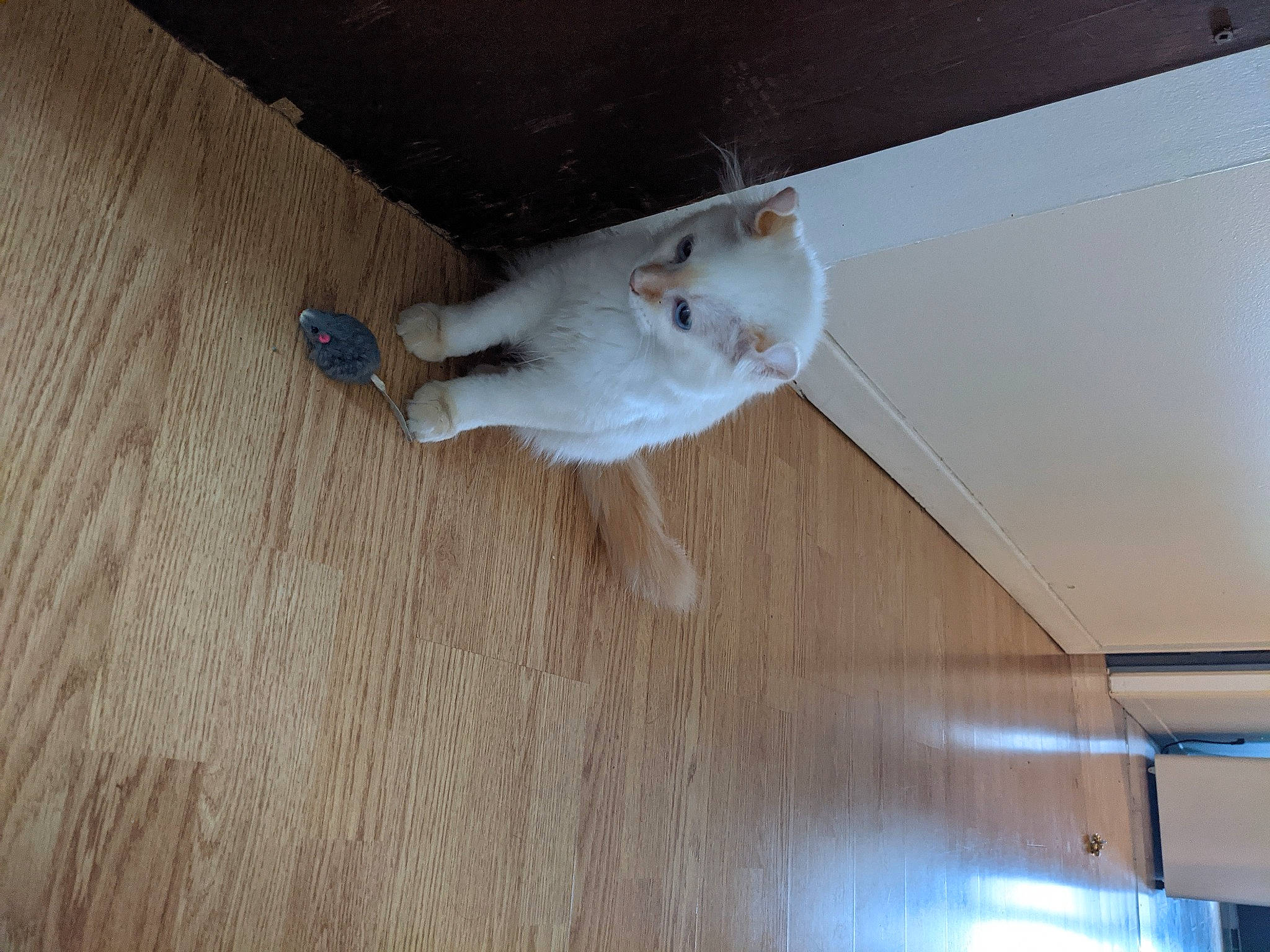 Miyuki a rejoint le concours — aidez-le/la à gagner de superbes lots ! carnivore, cat, ceiling, dog_breed, fawn, felidae, floor, flooring, hardwood, laminate_flooring, plywood, small_to_medium_sized_cats, sporting_group, tail, varnish, wall, whiskers, wood, wood_flooring, wood_stain